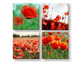 Obraz na stenu Meadow of poppy poppies | rôzne rozmery